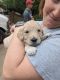 Double Doodle Puppies for sale in Independence, KY, USA. price: NA