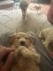 Double Doodle Puppies for sale in Lancaster, NY 14086, USA. price: NA