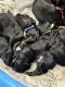 Double Doodle Puppies for sale in Hopkinsville, KY 42240, USA. price: $1,100