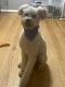 Double Doodle Puppies for sale in Wayne, MI 48184, USA. price: NA