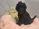 Double Doodle Puppies for sale in Crystal River, FL, USA. price: NA