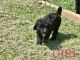 Double Doodle Puppies for sale in Shallotte, NC, USA. price: $1,500
