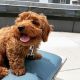 Double Doodle Puppies for sale in East Los Angeles, CA, USA. price: NA