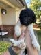 Double Doodle Puppies for sale in Clovis, CA, USA. price: NA