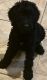 Double Doodle Puppies for sale in Von Ormy, TX, USA. price: $500