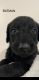 Double Doodle Puppies for sale in Ladson, SC, USA. price: NA