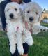Double Doodle Puppies for sale in Rupert, ID 83350, USA. price: $400