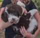 Double Doodle Puppies for sale in Caldwell, ID, USA. price: $400