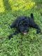 Double Doodle Puppies for sale in Ellenboro, NC 28040, USA. price: NA