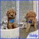 Double Doodle Puppies for sale in Saginaw, MI, USA. price: $1,200
