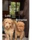 Double Doodle Puppies for sale in Concord Township, OH, USA. price: NA