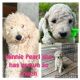 Double Doodle Puppies for sale in Raleigh, NC, USA. price: $500
