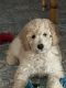 Double Doodle Puppies for sale in Hernando Beach, FL 34607, USA. price: $1,500