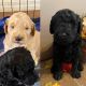 Double Doodle Puppies for sale in Las Vegas, NV, USA. price: $1,500