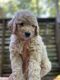 Double Doodle Puppies for sale in Jefferson, GA, USA. price: $750