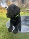 Double Doodle Puppies for sale in Bella Vista, CA, USA. price: $1,000