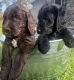 Double Doodle Puppies for sale in Bella Vista, CA, USA. price: $2,000
