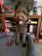 Double Doodle Puppies for sale in Lampe, MO 65681, USA. price: $600