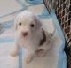 Double Doodle Puppies for sale in Pearl City, HI 96782, USA. price: $3,500