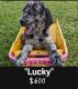 Double Doodle Puppies for sale in Hickory, NC, USA. price: NA