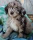 Double Doodle Puppies for sale in Lytle, TX 78052, USA. price: $800