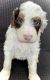 Double Doodle Puppies for sale in Gilroy, CA 95020, USA. price: $2,500