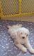 Double Doodle Puppies for sale in Pearl City, HI 96782, USA. price: NA