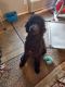 Double Doodle Puppies for sale in Columbus, OH, USA. price: $900