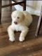 Double Doodle Puppies for sale in McKinney, TX, USA. price: $500