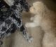 Double Doodle Puppies for sale in Bronx, NY, USA. price: $2,500