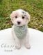 Double Doodle Puppies for sale in Home, PA 15747, USA. price: $850