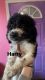 Double Doodle Puppies for sale in Granite City, IL, USA. price: $1,500