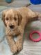 Double Doodle Puppies for sale in Kingston, Queensland. price: $800