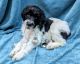 Double Doodle Puppies for sale in Chula Vista, California. price: $120,000