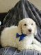 Double Doodle Puppies for sale in Salem, Oregon. price: $2,200