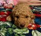 Double Doodle Puppies for sale in Redding, California. price: $1,500