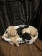 Double Doodle Puppies for sale in Radcliff, Kentucky. price: $750