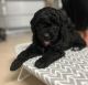 Double Doodle Puppies for sale in Palm Bay, Florida. price: $1,500