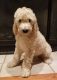 Double Doodle Puppies for sale in Orrville, OH 44667, USA. price: $900