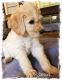 Double Doodle Puppies for sale in Huntsville, AL, USA. price: $780