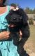 Double Doodle Puppies for sale in Tuscaloosa, AL, USA. price: $800