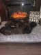 Double Doodle Puppies for sale in Belleville, IL, USA. price: NA
