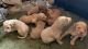 Double Doodle Puppies for sale in Almo, KY, USA. price: $800