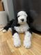 Double Doodle Puppies for sale in WaKeeney, KS 67672, USA. price: NA