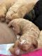 Double Doodle Puppies for sale in Tabiona, UT 84072, USA. price: $1,200