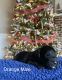 Double Doodle Puppies for sale in Fairborn, OH 45324, USA. price: $1,500