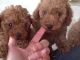 Double Doodle Puppies