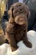 Double Doodle Puppies for sale in Houston, TX, USA. price: $2,500