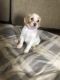 Double Doodle Puppies for sale in Lexington, KY, USA. price: NA