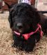 Double Doodle Puppies for sale in Frisco, TX 75035, USA. price: $2,000